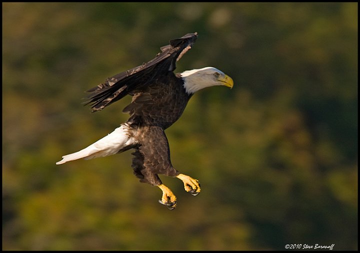 _0SB8944A american bald eagle.jpg